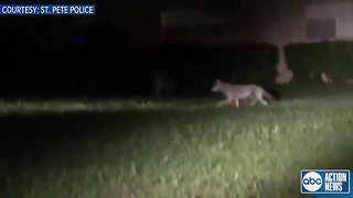 Coyotes spotted in St. Pete