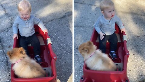 Toddler thrilled to go on wagon ride with his puppy