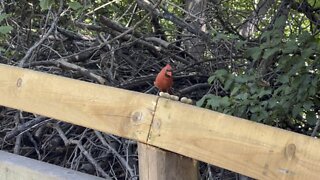 Male Cardinal grabbing lunch 😊