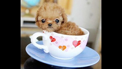 Cute Tea Cup Puddle