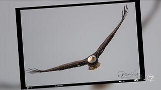 Eagle migration brings large birds, larger lenses to Barr Lake State Park