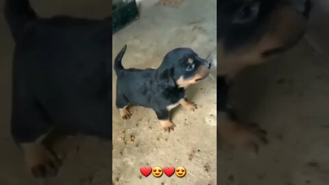 angry puppy barks🐶, puppy barking first time #puppy #barks #shorts #viral
