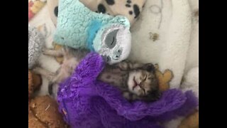 Adorable kittens snuggle up to cuddly toys