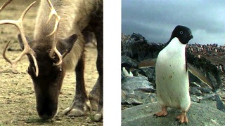 Penguins vs Reindeer