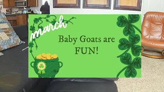 Baby Goats are so Fun!