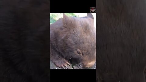 The Wombat Facts #shorts #amazingfacts #animals