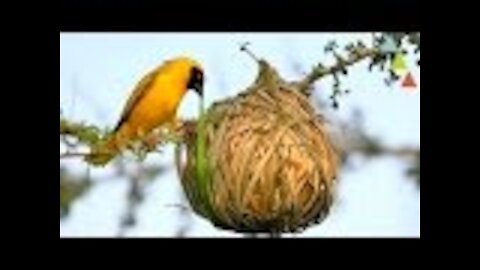 The most amazing nests in the world