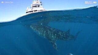 Tubarão-baleia surpreende turistas em barco