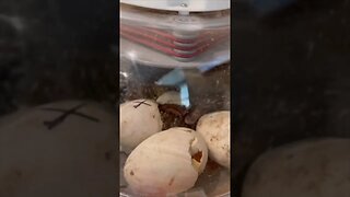 Watch this duck egg HATCH! We caught it on camera 🎉