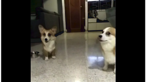 Corgis confronted with crime, but which one is guilty?