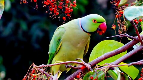 🦜 "Adorable Parrot Speaks Clearly" 🦜