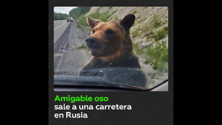 Un oso sale a una carretera y ‘hace amigos‘ con automovilistas