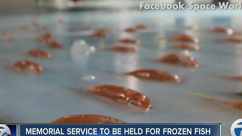 Backlash for frozen fish display