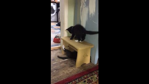 Cute kittens playing