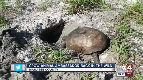 Injured gopher tortoise released back into the wild