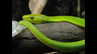 Alert: Venomous Green Mamba Escapes Owner in the Netherlands, Makes Hiss-Tory