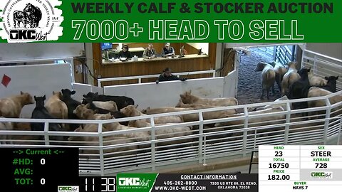 1/10/2023 - Part 2 of OKC West Calf and Stocker Auction