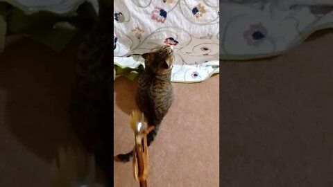 Cat Reacts to Back Scratcher