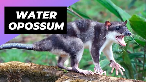 Water Opossum 🐀 One Of The Cutest And Exotic Animals In The World #shorts