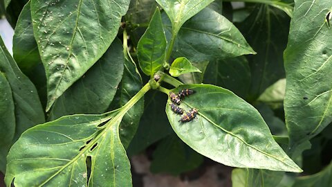 Ladybugs Working at the Sunfinch Farm