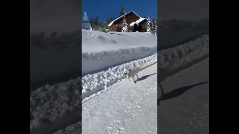 Cachorro Correndo na Neve 🥰🐶 #shorts