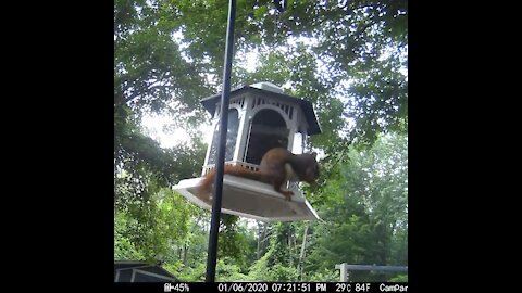 Red Squirrel on Bird Feeder