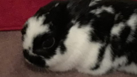 Delilah the Bunny Cutely Responds to Name