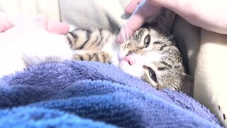 Adorable Baby Cat Purrs in My Arms