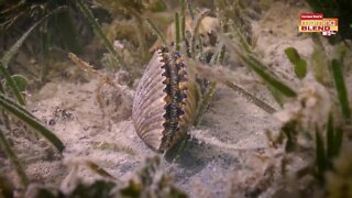 Scalloping | Morning Blend