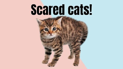 Scared Cats!