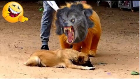 Fake Lion & Tigre Prank Dog