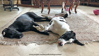 Great Dane & puppy love to cuddle up together