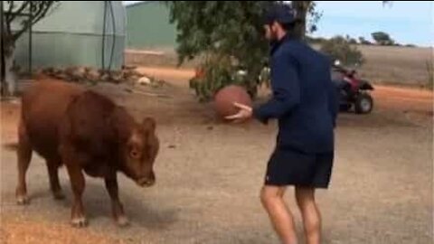 Regardez ce veau jouer au basket