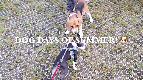 Dog Days of Summer! 🐶