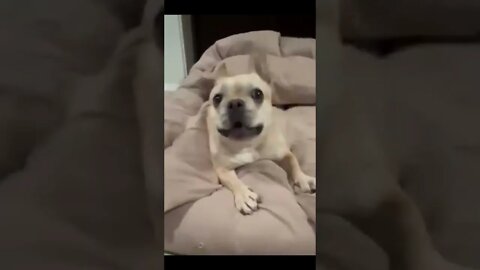 Dog Funny Short #funny #funnyanimal #shorts #video