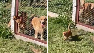 Chihuahua Leaves Big Dogs Speechless After Escaping Through Gate