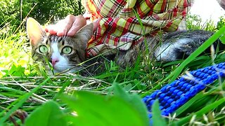 The Cat Sits in the Grass