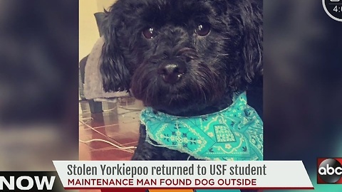 Stolen Yorkiepoo returned to USF student