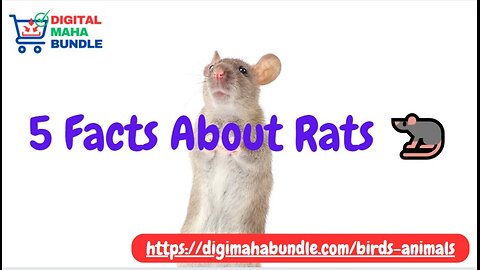 5 Fascinating Facts About Rats! 🐀