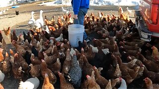 200 CHICKENS and 2600LBS of GRAIN