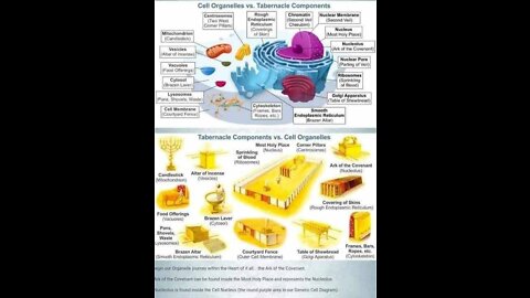 Kate Shemirani Compares Tabernacle Components To Cell Organelles