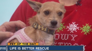 Pet of the day for December 11th - Holly the wire hair Terrier mix