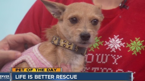 Pet of the day for December 11th - Holly the wire hair Terrier mix