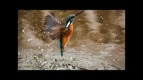Beautiful Kingfisher Bird Video Status Free HD