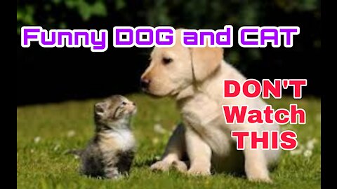 Cute Cats And Funny Dogs Videos Compilation