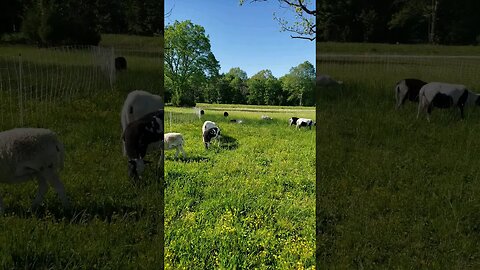 TOO MUCH FORAGE? #homesteading #shorts #sheep