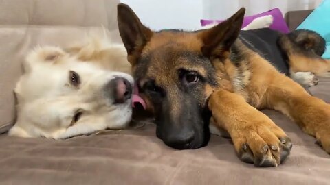 How the Golden Retriever and the German Shepherd Became Best Friends [Compilation]19