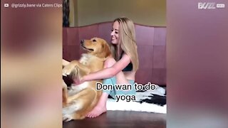 Un chien et sa maîtresse s'entraînent au yoga