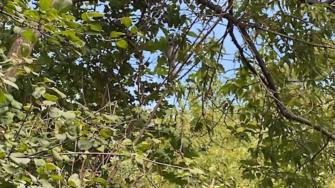 Camera chasing a Blue Jay