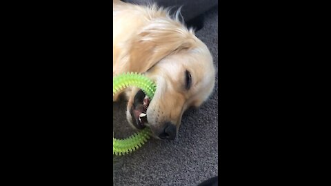 Golden Retriever Falls Asleep With Toy In Mouth